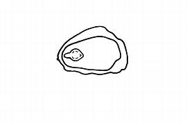   Embryo:   Hugonia   ferruginea ; Illustration by K. Parker, Kirkbride et al. (2006)
